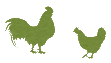 chickens